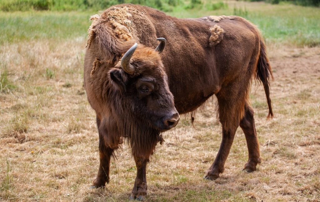 buffalo-4339202_1280