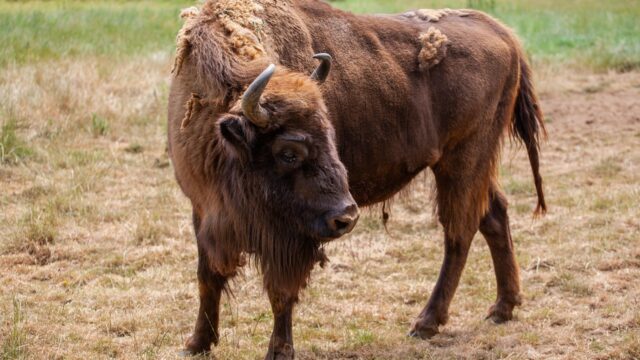 buffalo-4339202_1280